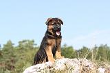 BERGER ALLEMAND 116